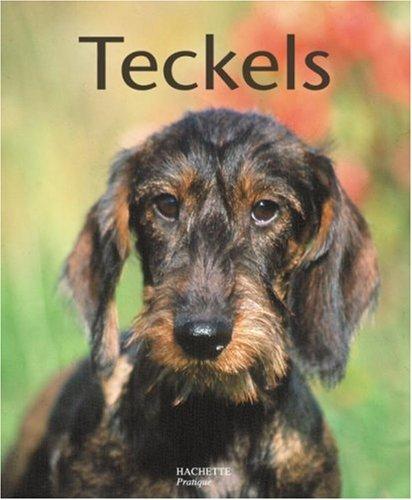 Teckels : des chiens têtus et attachants