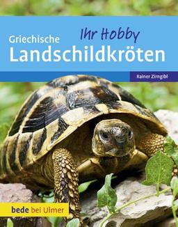 Griechische Landschildkröten