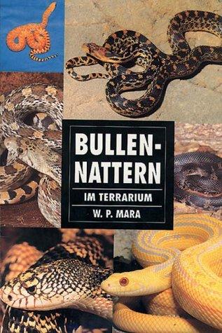 Bullennattern im Terrarium