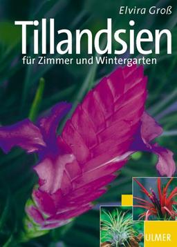 Tillandsien für Zimmer und Wintergarten