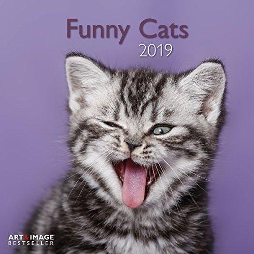 Funny Cats 2019 - A38;I Broschürenkalender - 30 x 30 c,m