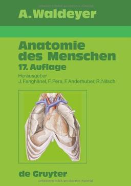 Anatomie des Menschen