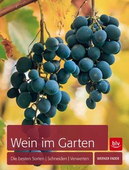 Wein im Garten: Die besten Sorten | Schneiden | Verwerten