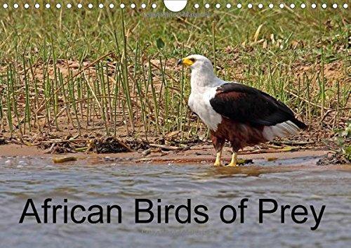 African Birds of Prey 2016: A selection of African birds of prey (Calvendo Nature)