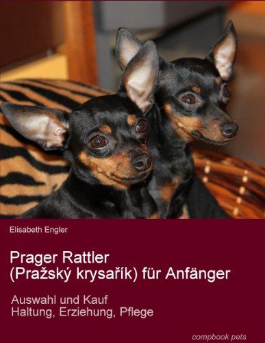 Prager Rattler (Praský krysarík) für Anfänger. Auswahl und Kauf, Erziehung, Haltung, Pflege