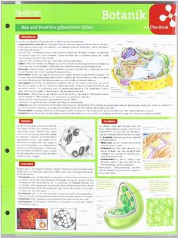 Lerntafel: Botanik im Überblick (Lerntafeln Biologie)