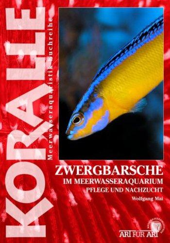 Art für Art: Zwergbarsche: Koralle / im Meerwasseraquarium, Pflege und Nachzucht