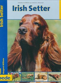 Irish Setter, Praxisratgeber