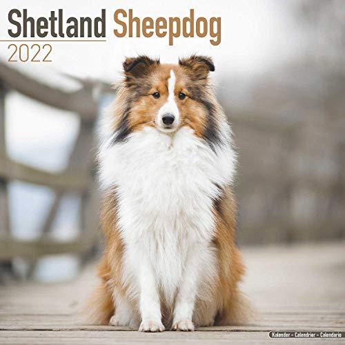 Shetland Sheepdog - Shelties 2022 - 16-Monatskalender: Original Avonside-Kalender [Mehrsprachig] [Kalender] (Wall-Kalender)