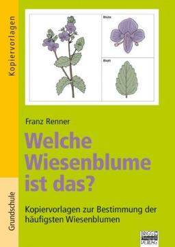 Welche Wiesenblume ist das?