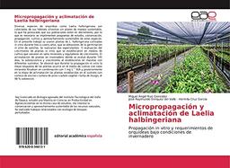 Micropropagación y aclimatación de Laelia halbingeriana: Propagación in vitro y requerimientos de orquídeas bajo condiciones de invernadero