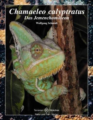 Chamaeleo calyptratus: Das Jemenchamäleon