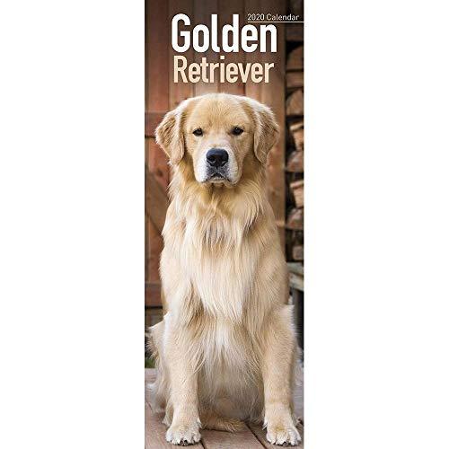 Avonside Publishing Ltd: Golden Retriever Slim Calendar 2020