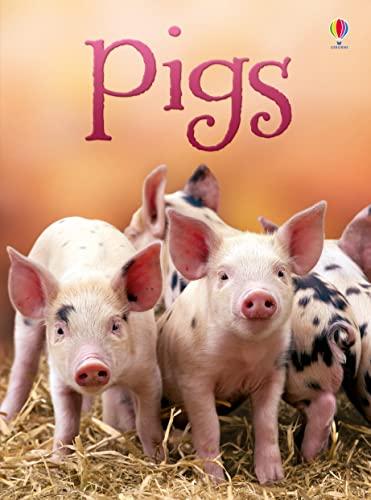 Pigs (Beginners)