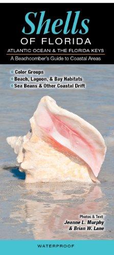 Shells of Florida-Atlantic Ocean & Florida Keys: A Beachcomber's Guide to Coastal Areas