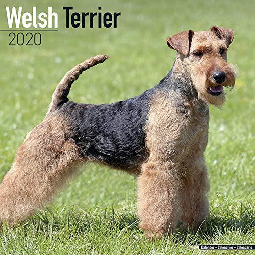 Welsh Terrier Calendar 2020