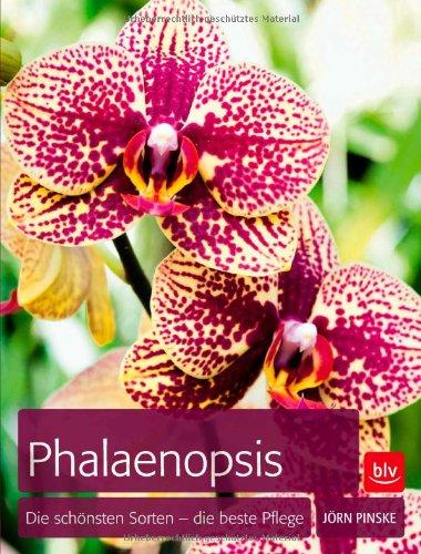 Phalaenopsis: Die schönsten Sorten - die beste Pflege