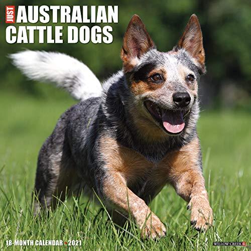 Just Australian Cattle Dogs 2021 Calendar