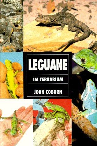 Leguane im Terrarium