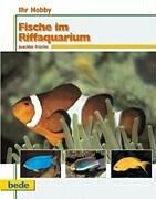 Ihr Hobby, Fische im Riffaquarium