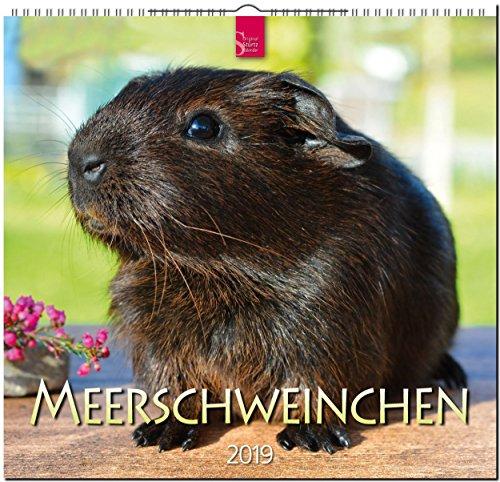 MF-Kalender MEERSCHWEINCHEN 2019