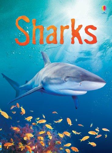 Sharks (Usborne Beginners)