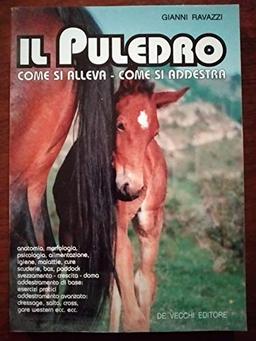 Il puledro