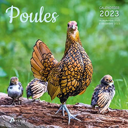 Poules : calendrier 2023 : de septembre 2022 à décembre 2023