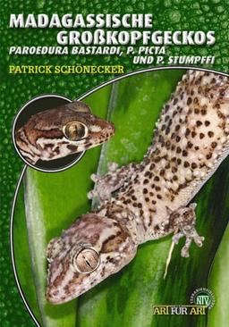 Madagassische Großkopfgeckos: Paroedura Bastardi, P. Picta und P. Stumpffi. Art für Art