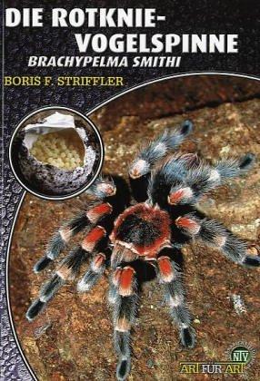 Die Rotknievogelspinne. Brachypelma smithi