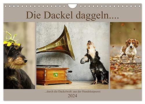 Die Dackel daggeln. (Wandkalender 2024 DIN A4 quer), CALVENDO Monatskalender