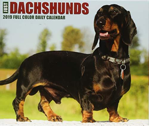 Just Dachshunds 2019 Box Calendar (Dog Breed Calendar)