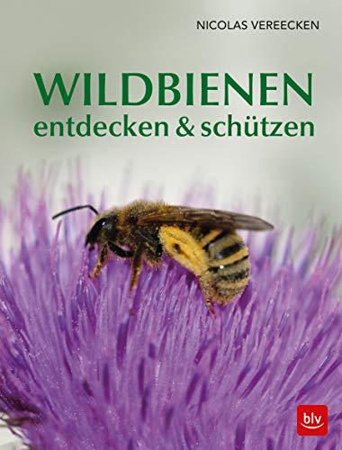 Wildbienen entdecken & schützen: Aktive Bienenhilfe: Lebensräume schützen! (BLV)