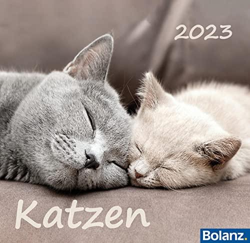 Katzen 2023