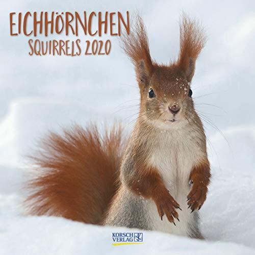 Eichhörnchen 2022: Broschürenkalender mit Ferienterminen. Format: 30 x 30 cm