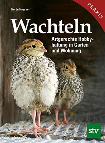 Wachteln: Artgerechte Hobbyhaltung in Garten und Wohnung