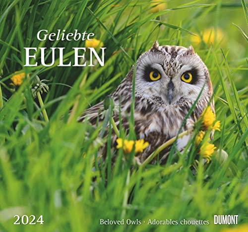 Geliebte Eulen 2024 - DUMONT Wandkalender - mit den wichtigsten Feiertagen - Format 38,0 x 35,5 cm