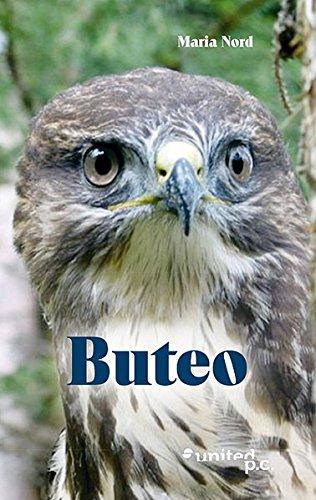 Buteo