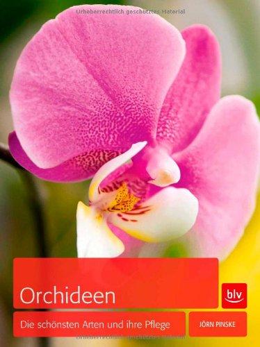 Orchideen: Die schönsten Arten und ihre Pflege