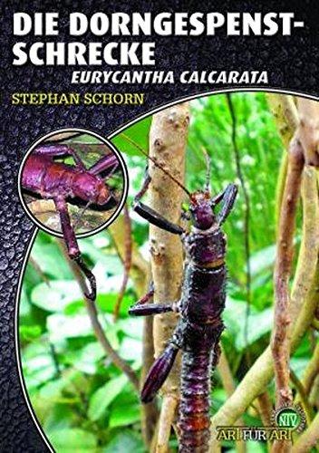 Die Dorngespenstschrecke: Eurycantha calcarata (Art für Art)