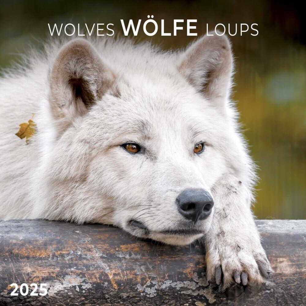 Wolves/Wölfe 2025: Kalender 2025 (Artwork Edition)