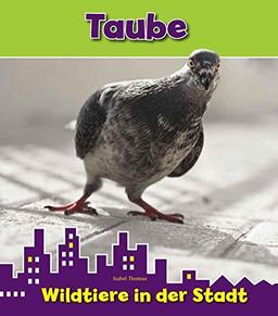 Taube, Wildtiere in der Stadt