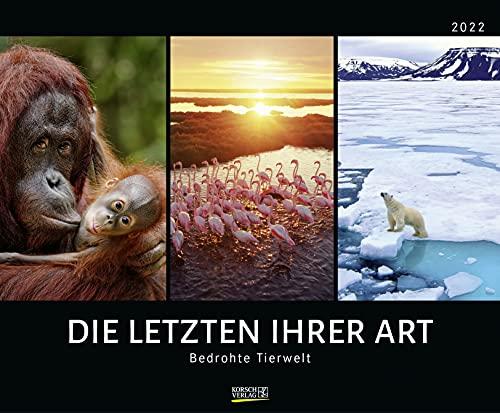 Bedrohte Tierwelt 2022: Großer Wandkalender mit spektakulären Naturaufnahmen. PhotoArt Kalender. Querformat: 55 x 45,5 cm