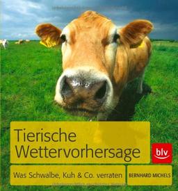 Tierische Wettervorhersage: Was Schwalbe, Kuh & Co. verraten