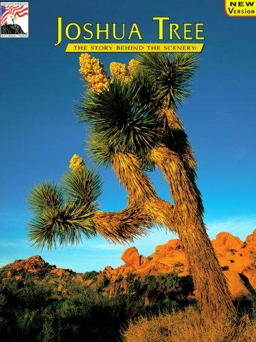 Joshua Tree: The Story Behind the Scenery