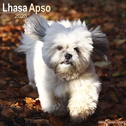 Lhasa Apso - Lhasaterrier 2023 - 16-Monatskalender: Original Avonside-Kalender [Mehrsprachig] [Kalender] (Wall-Kalender)