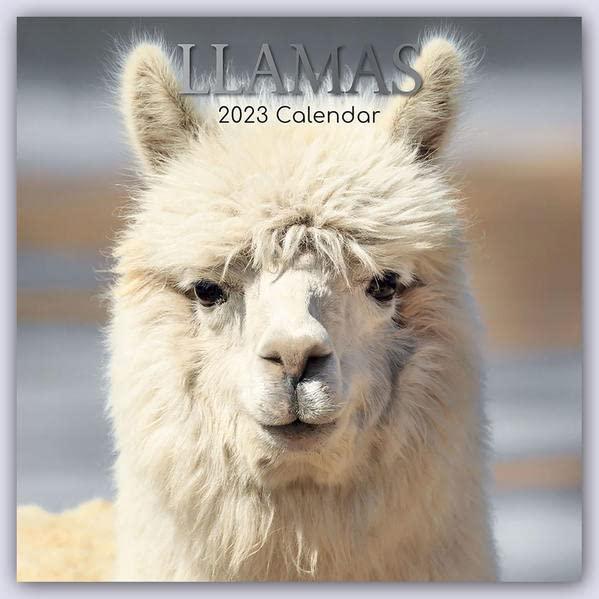 Llamas – Lamas 2023 – 16-Monatskalender: Original Gifted Stationery-Kalender [Mehrsprachig] [Kalender] (Wall-Kalender)