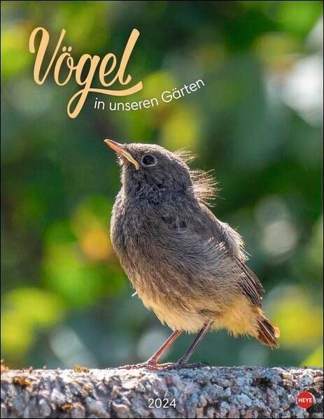 Vögel in unseren Gärten Posterkalender 2024