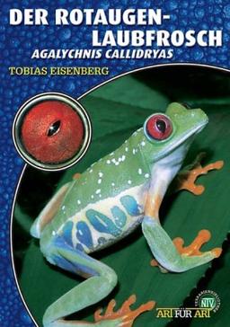 Der Rotaugenlaubfrosch: Agalychnis callidryas