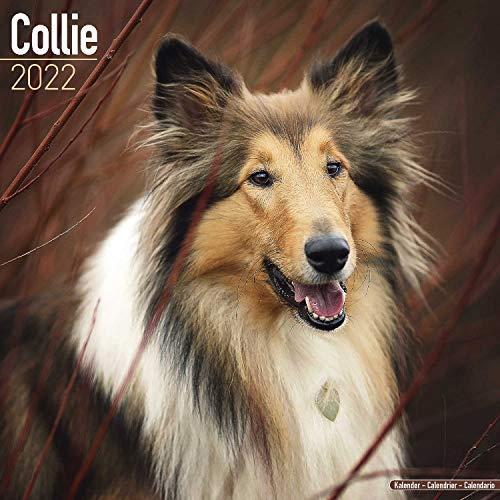 Collie 2022 - 16-Monatskalender: Original Avonside-Kalender [Mehrsprachig] [Kalender] (Wall-Kalender)